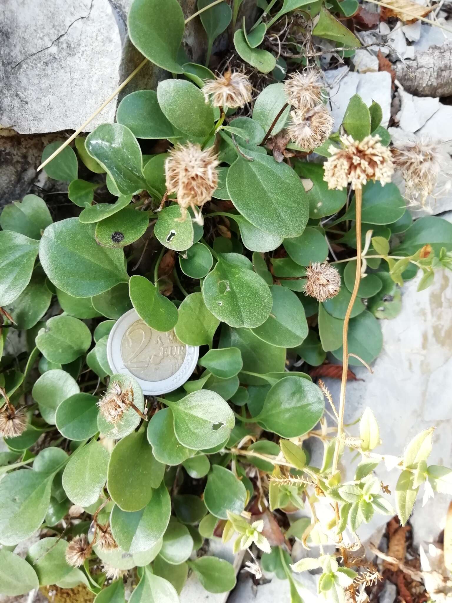 Image of Globularia incanescens Viv.