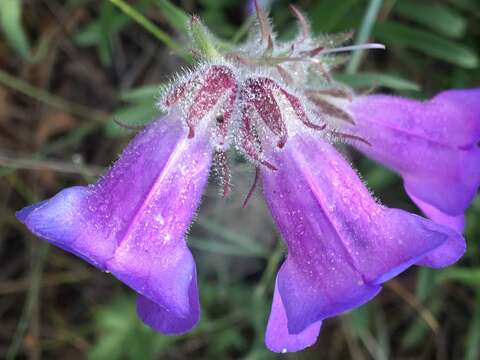 Image de Penstemon gormanii Greene