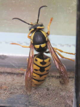 Image of Prairie Yellowjacket