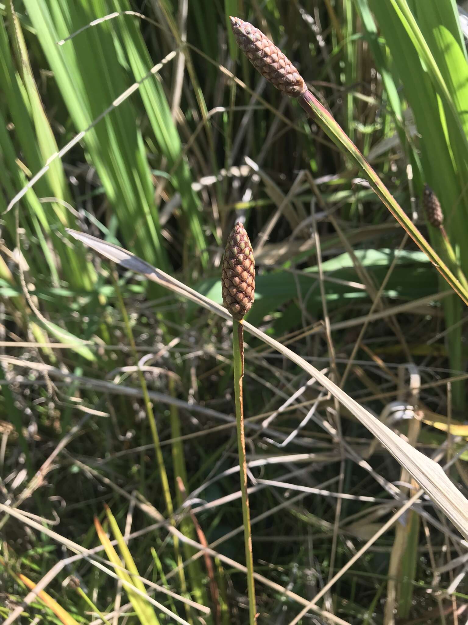 Imagem de Xyris laxifolia var. iridifolia (Chapm.) Kral