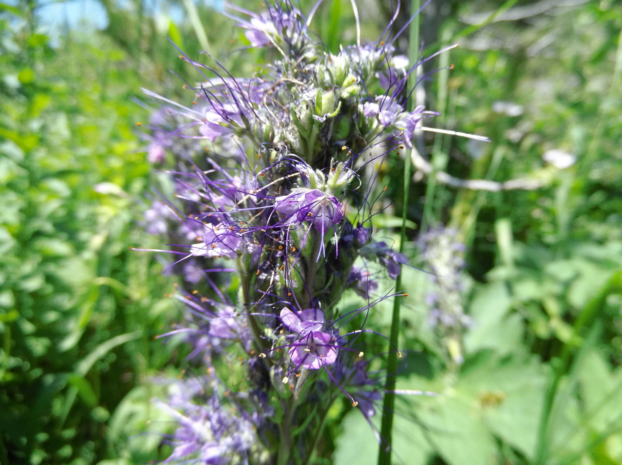 Image de Phacelia sericea subsp. ciliosa (Rydb.) G. W. Gillett