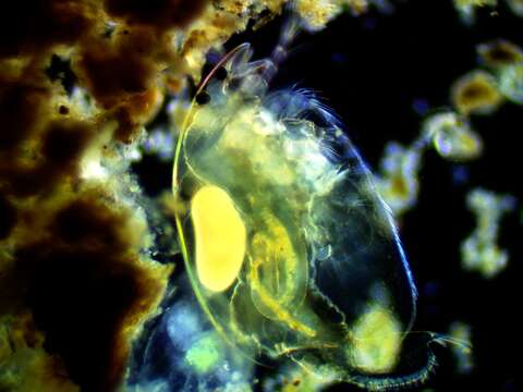 Image of angular-beaked waterflea