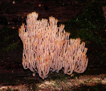 Image of Artomyces pyxidatus (Pers.) Jülich 1982