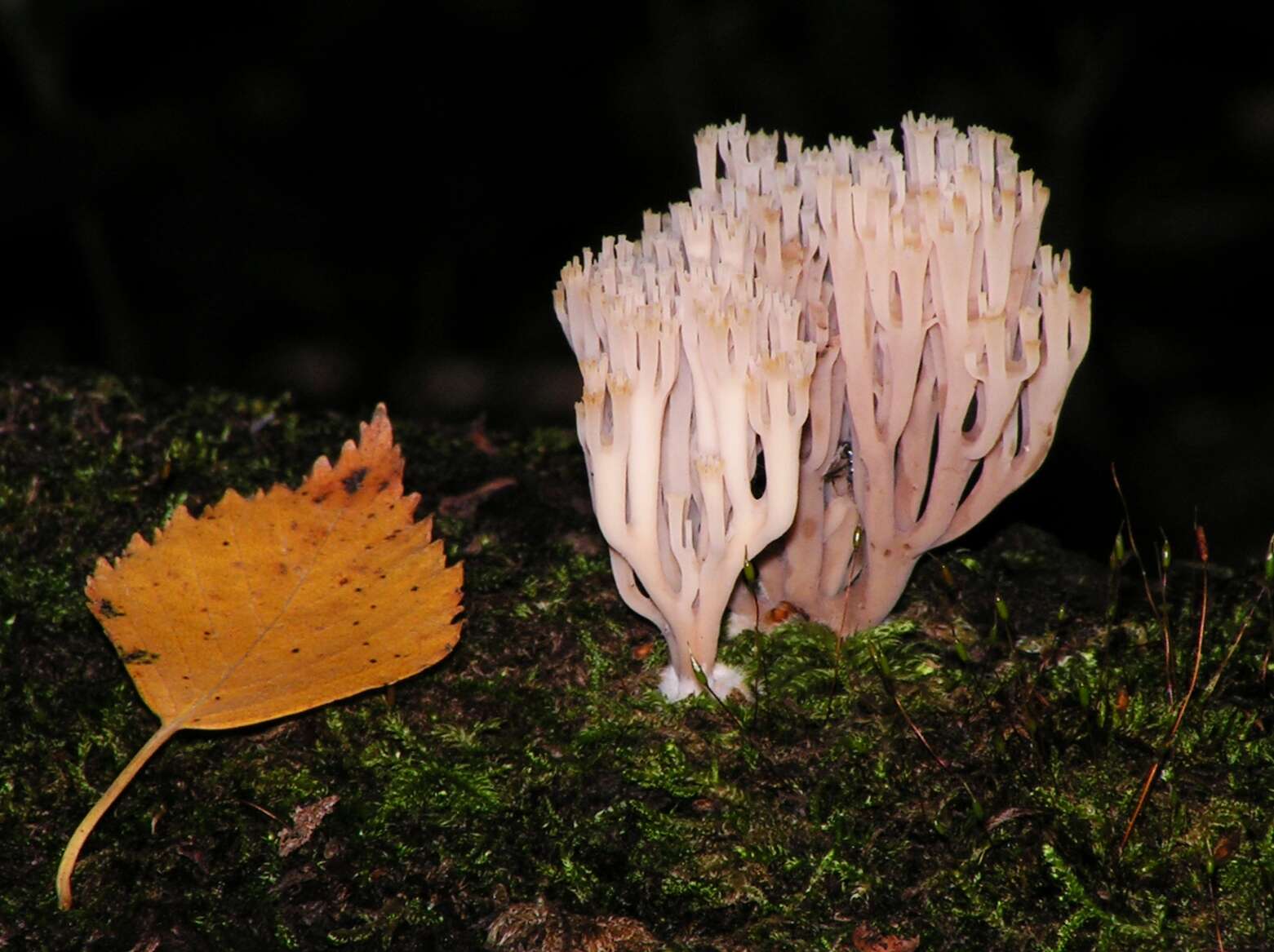 Image of Artomyces pyxidatus (Pers.) Jülich 1982