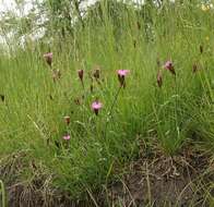 Image of carthusian pink