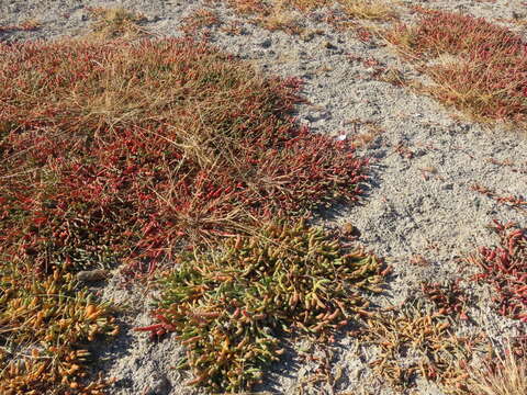 Image of Salicornia magellanica Phil.