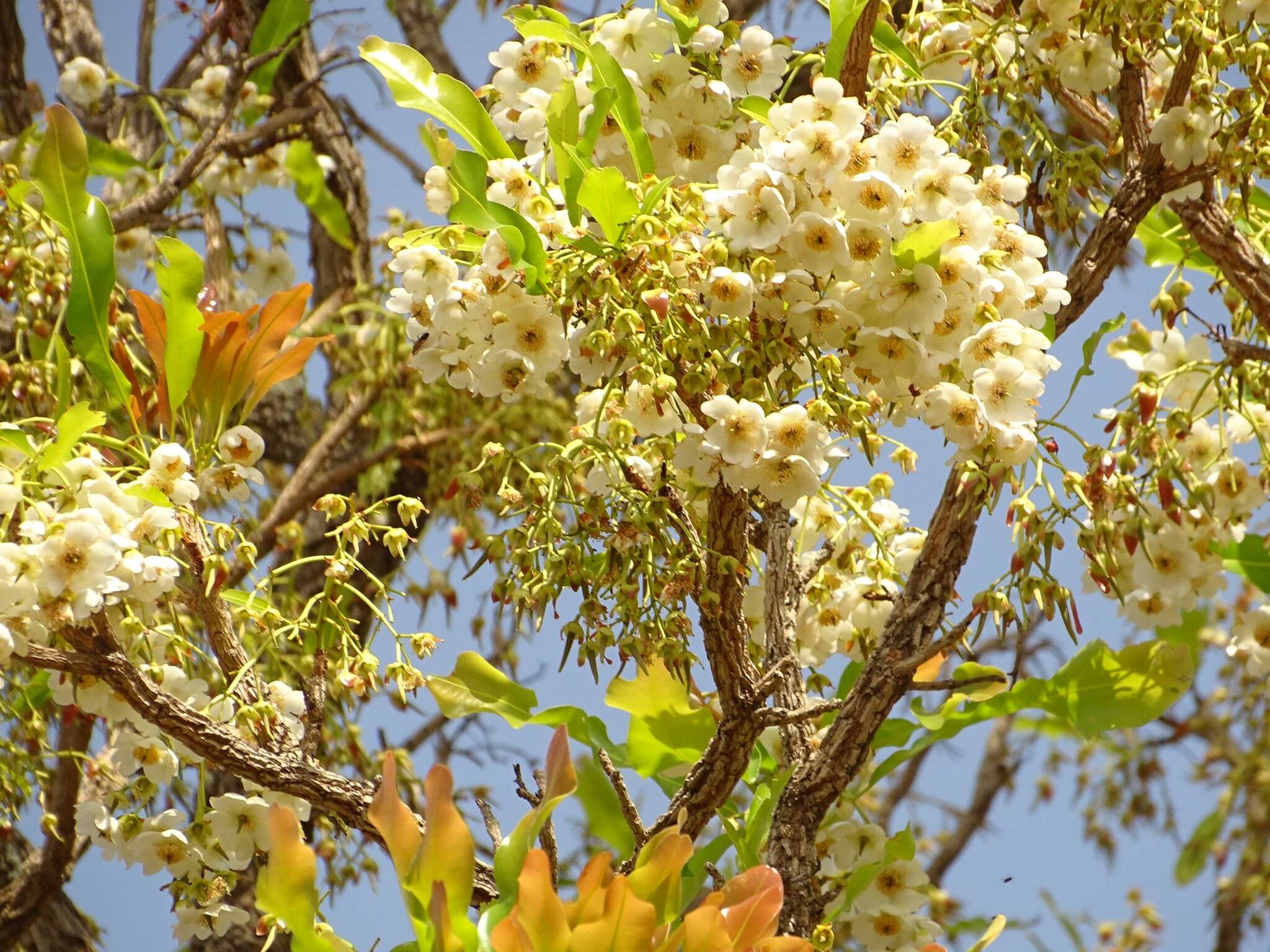 Image of Lophira lanceolata