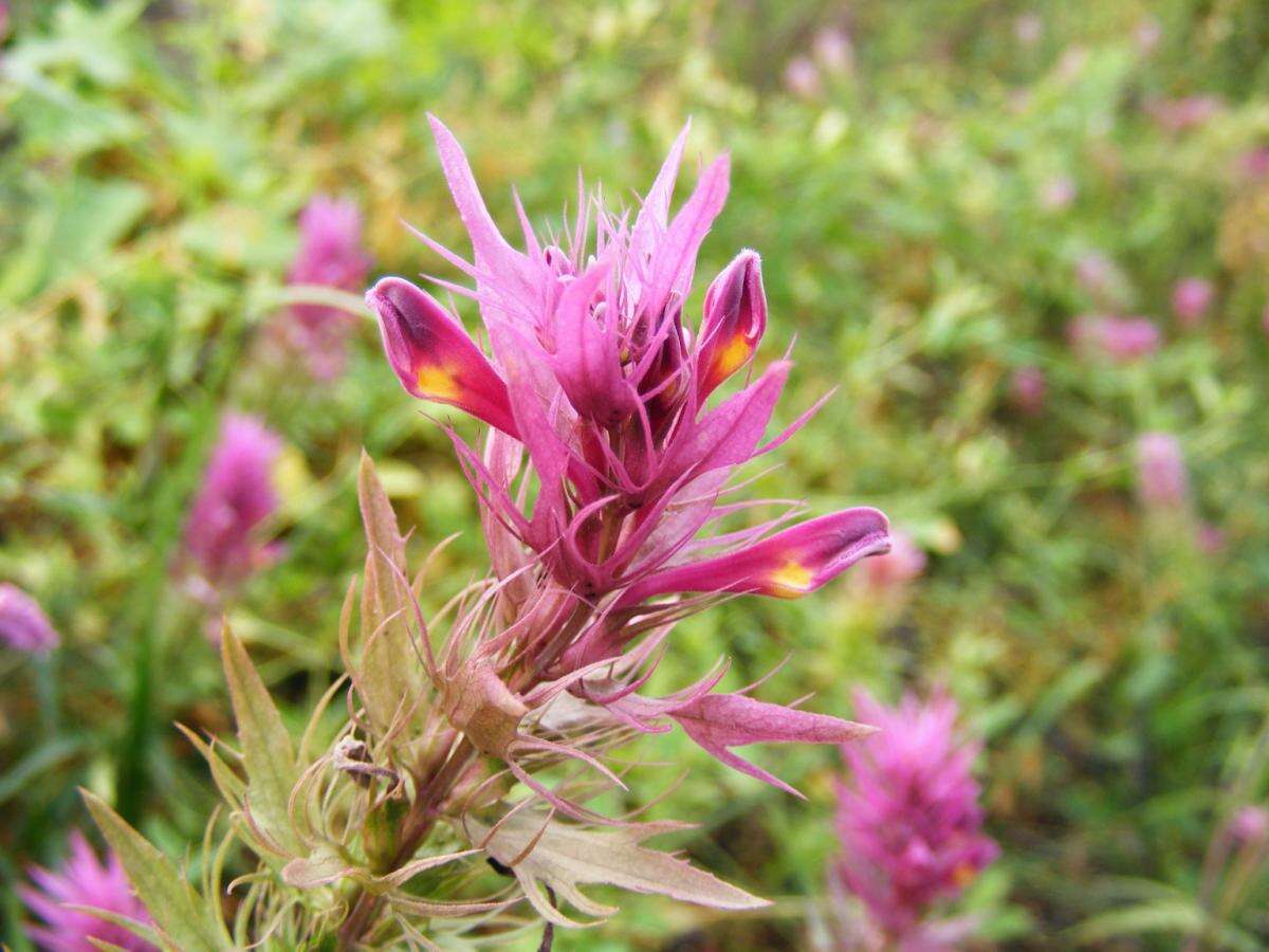 Image of field cow-wheat