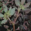 Sivun Euphorbia ophthalmica Pers. kuva