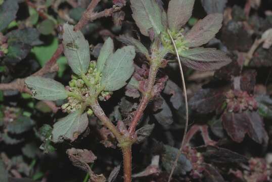 Слика од Euphorbia ophthalmica Pers.