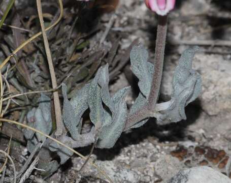 Image of Asclepias virletii Fourn.