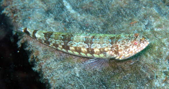 Image of Variegated lizardfish