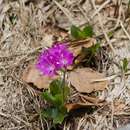 Primula clusiana Tausch resmi