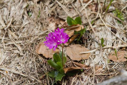 Imagem de Primula clusiana Tausch