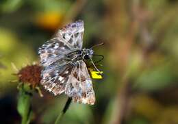 Image of Mallow Skipper