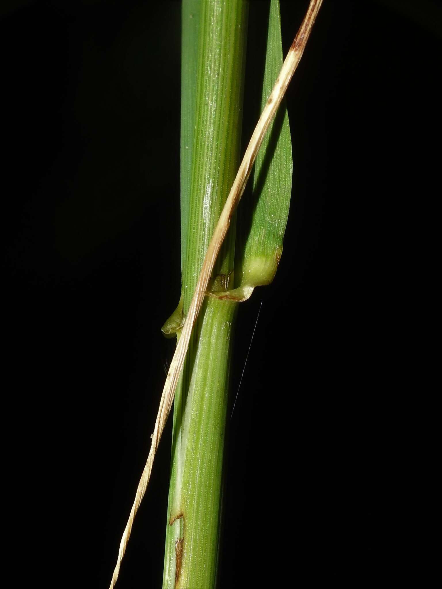 Sivun Elymus ebingeri G. C. Tucker kuva