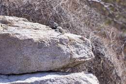 Image of Cape Spinytail Iguana