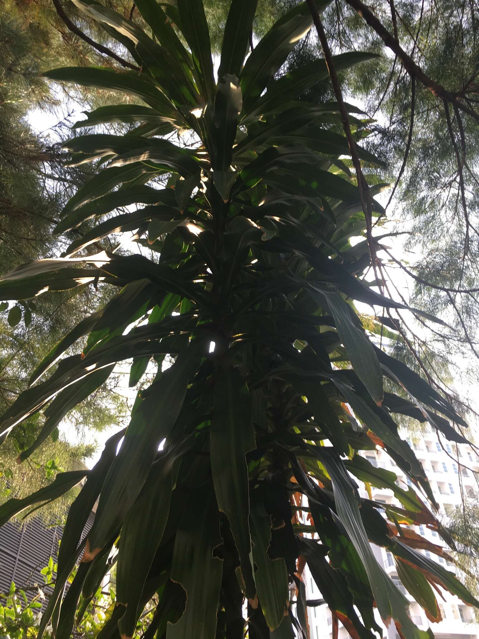 Dracaena fragrans (L.) Ker Gawl. resmi