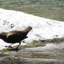 Image of Cinclus pallasii pallasii Temminck 1820