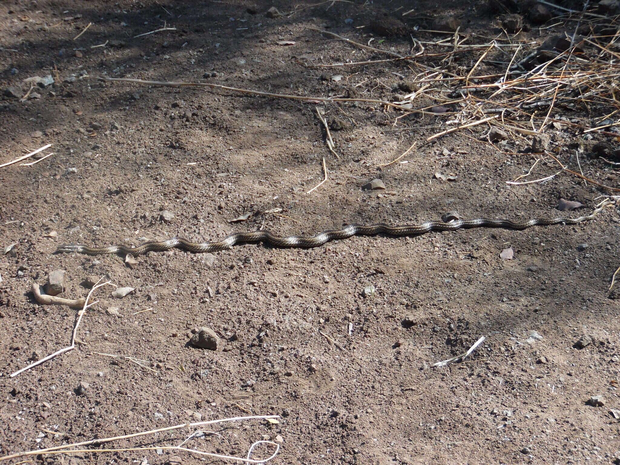 Philodryas chamissonis (Wiegmann 1835) resmi