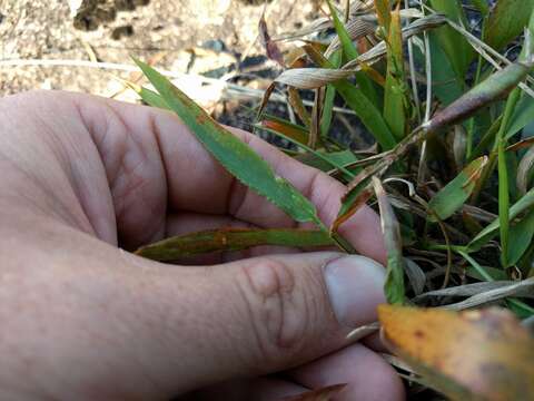 Panicum xanthophysum A. Gray resmi