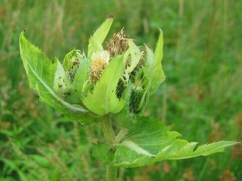 Image of Cabbage Thistle