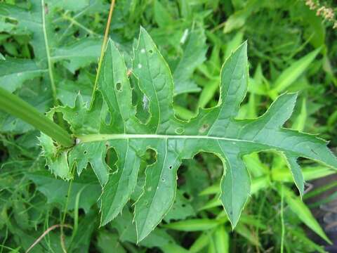 Image of Cabbage Thistle