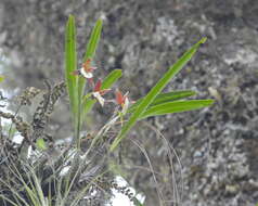 Image of Prosthechea ghiesbreghtiana (A. Rich. & Galeotti) W. E. Higgins