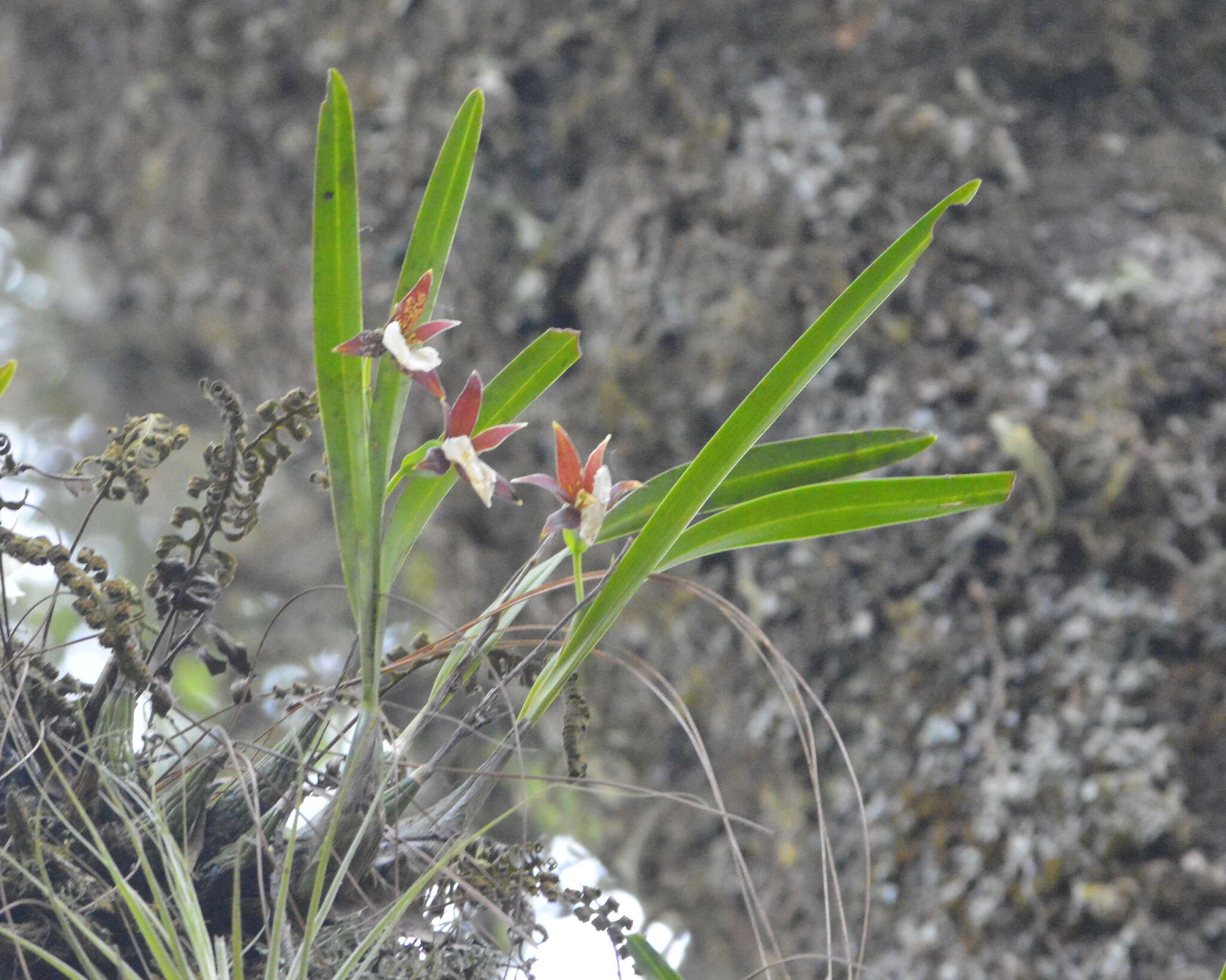 Image of Prosthechea ghiesbreghtiana (A. Rich. & Galeotti) W. E. Higgins