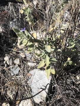 Image de Salvia parryi A. Gray