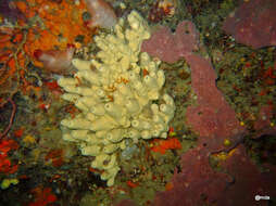 Image of yellow cave-sponge