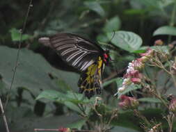 Troides helena (Linnaeus 1758) resmi