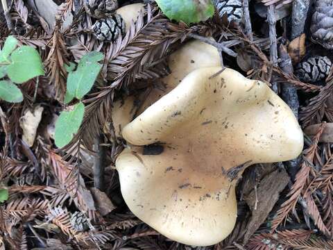 Image of Cortinarius albofragrans Ammirati & M. M. Moser 1997