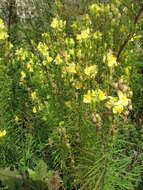 Image of Common Toadflax