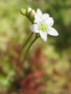 Image of Common Sundew