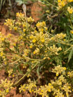 Image of Pearsonia cajanifolia (Harv.) Polhill