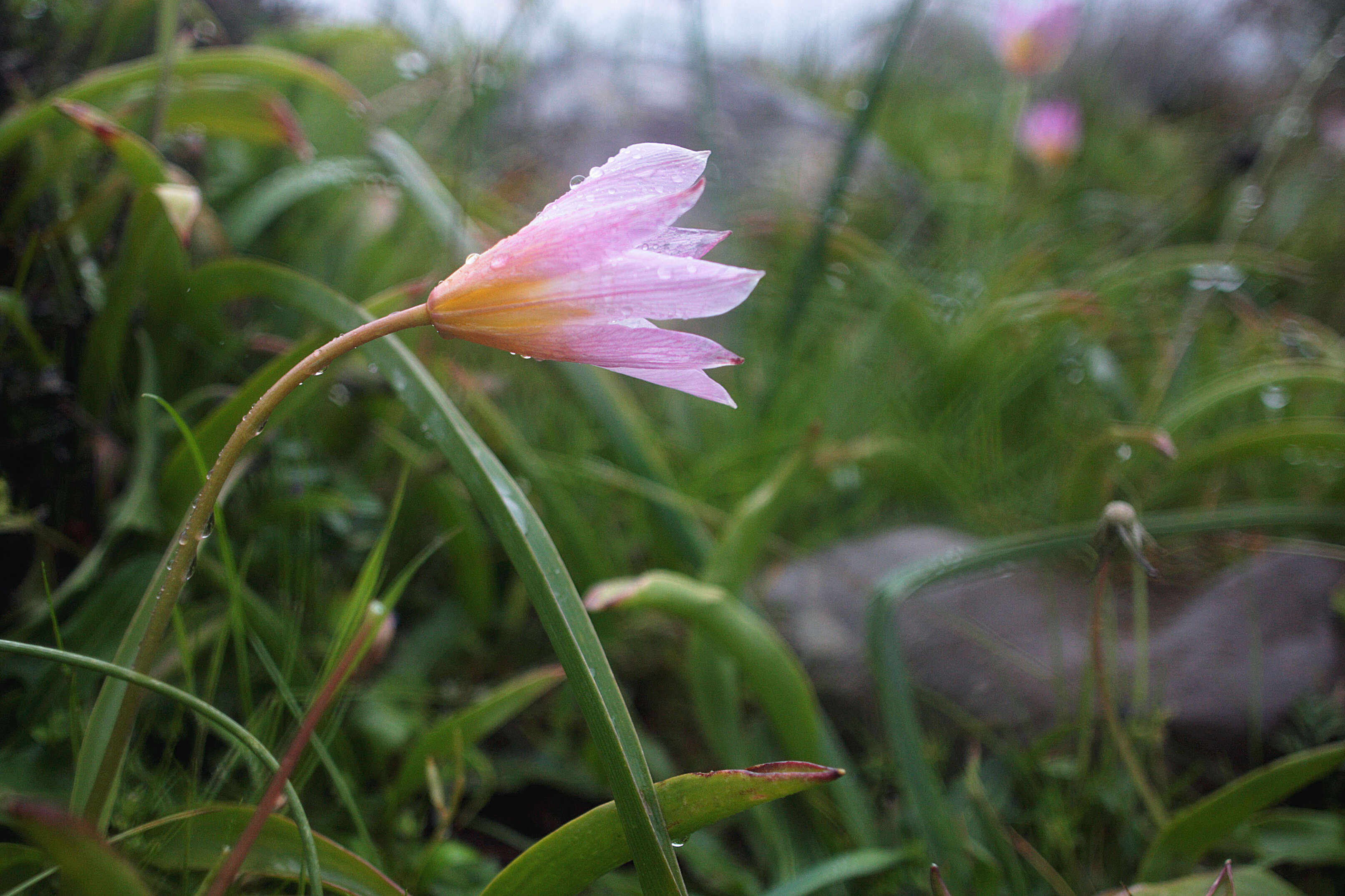 Image de Tulipa saxatilis Sieber ex Spreng.