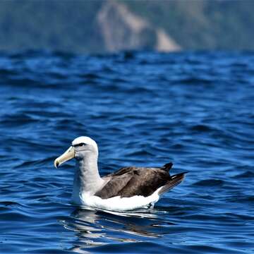 Image of Salvin's Albatross