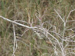 Imagem de Tillandsia paucifolia Baker