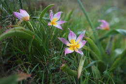 Image de Tulipa saxatilis Sieber ex Spreng.