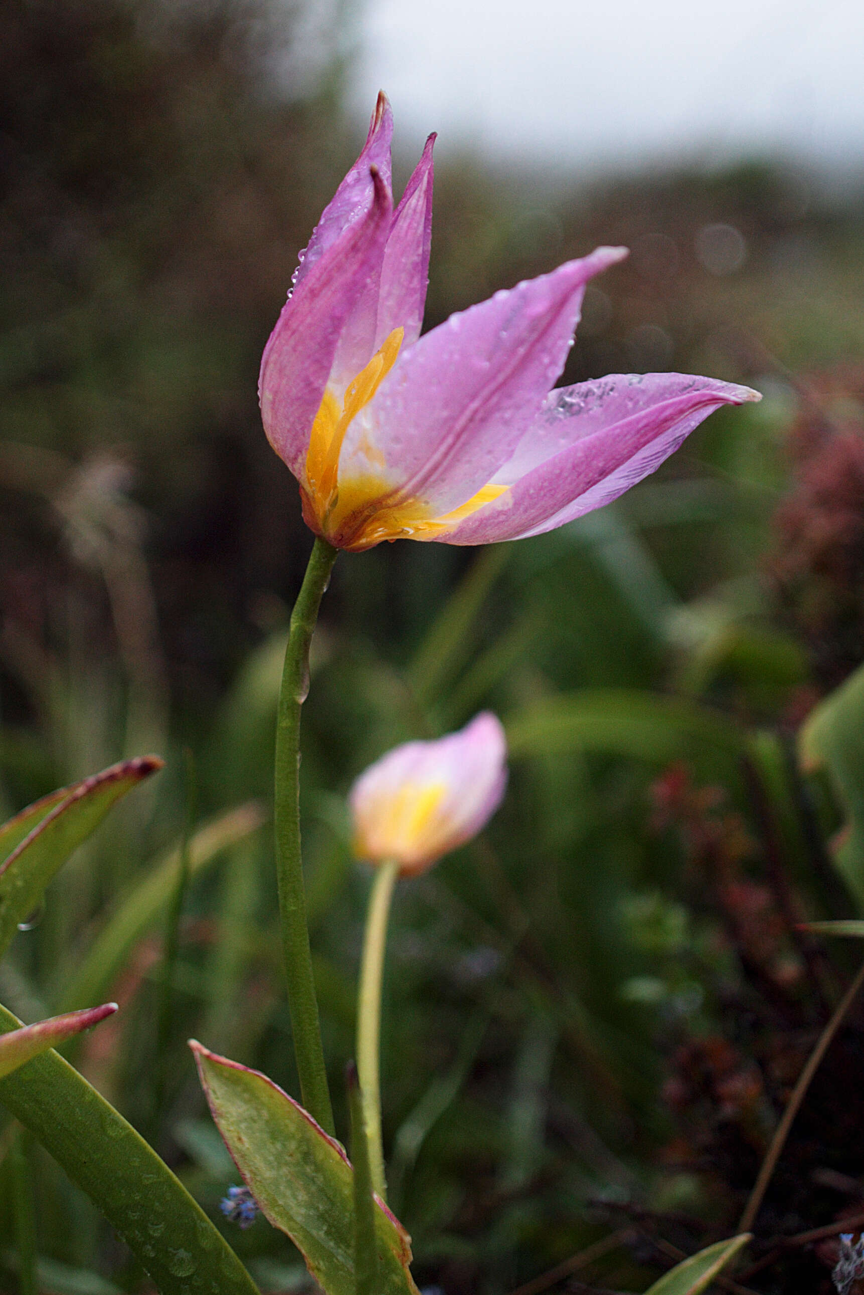 Image de Tulipa saxatilis Sieber ex Spreng.