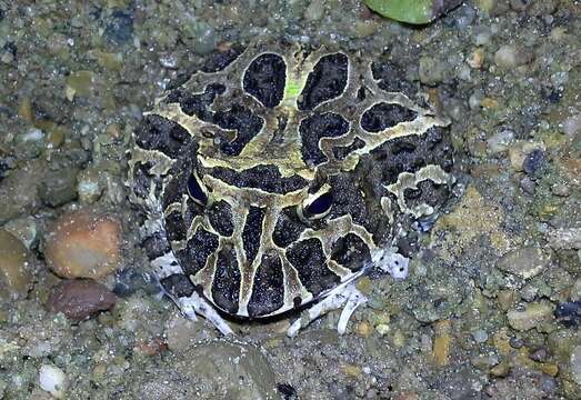 Image de Ceratophrys calcarata Boulenger 1890