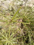 Слика од Cyperus hermaphroditus (Jacq.) Standl.