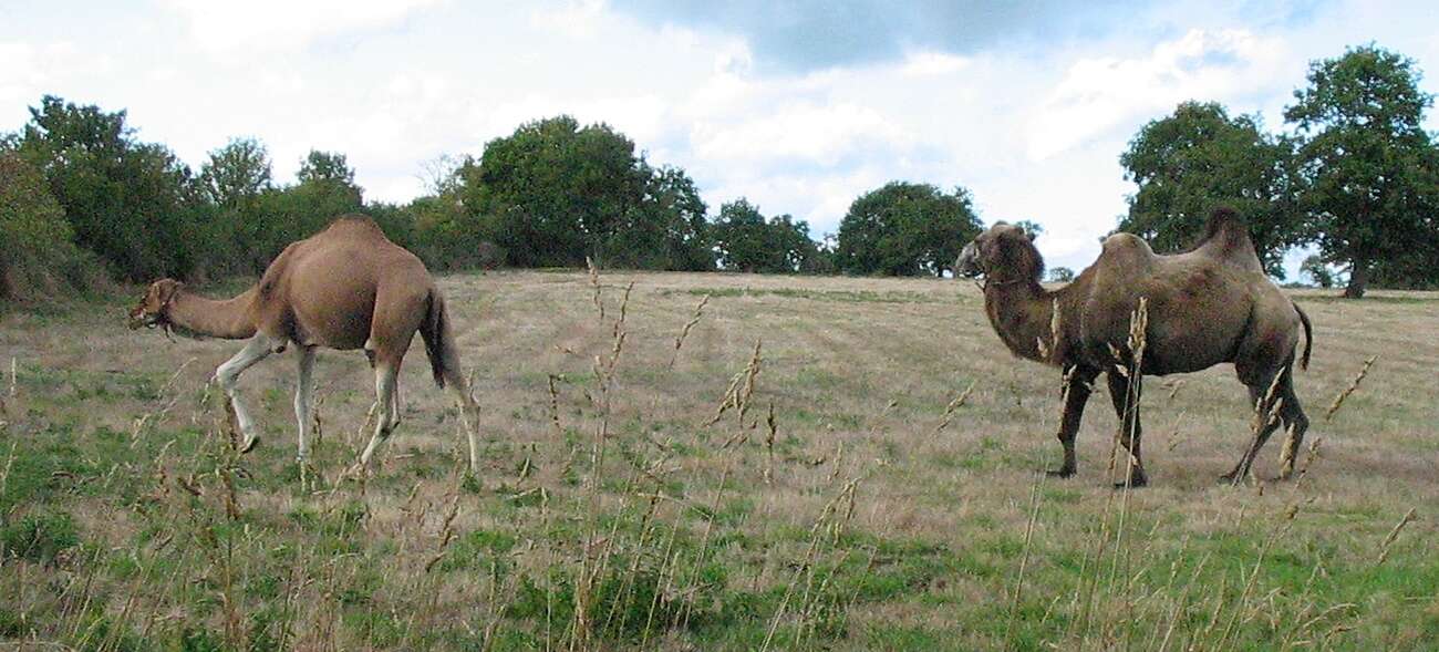 Image of Bactrian camel