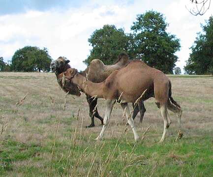 Image of Bactrian camel