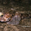 Image of Fringed sculpin