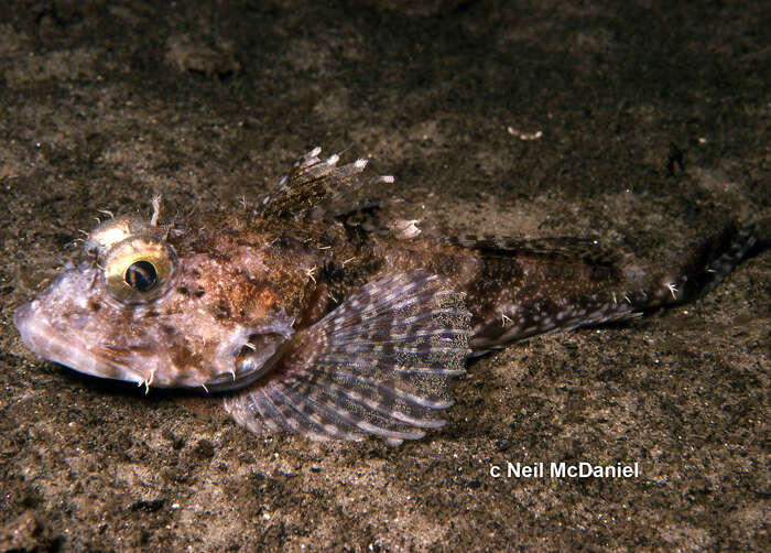 Image of Fringed sculpin