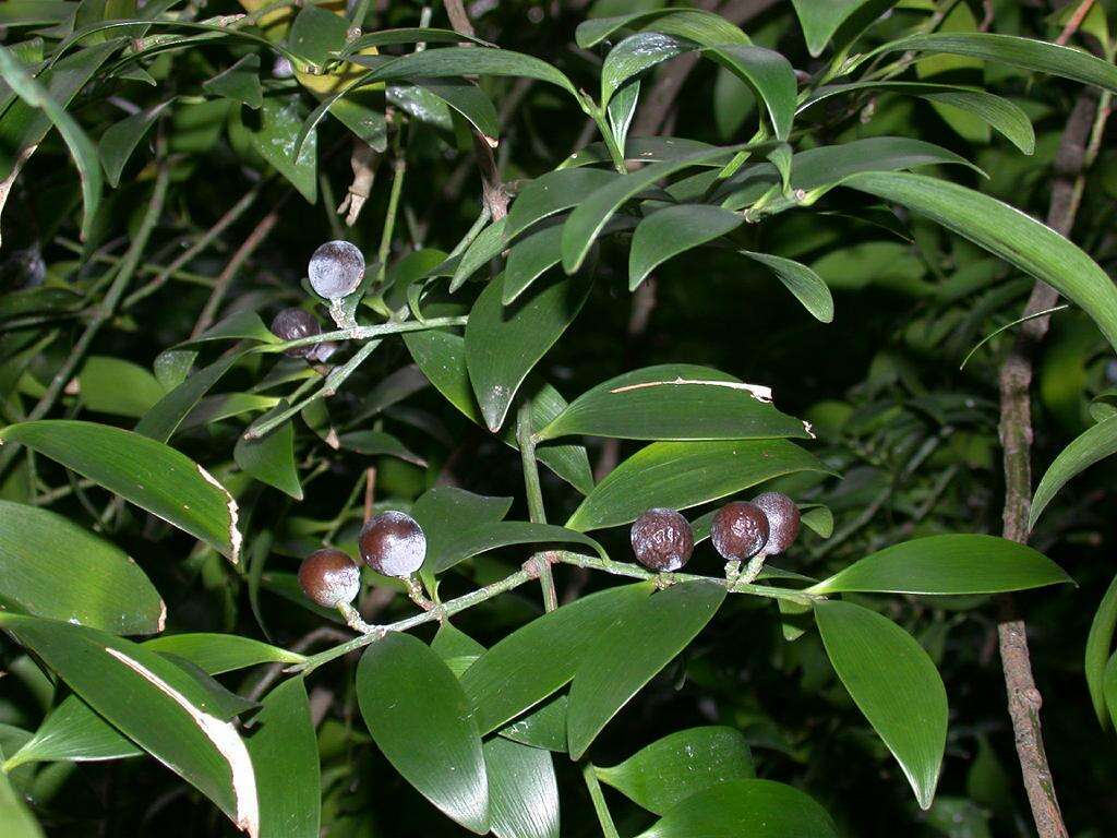 Image of Asian bayberry