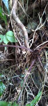 Image of Athyrium leiopodum (Hayata) Tag.