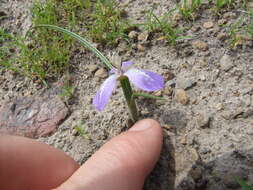 Image of Mastigostyla hoppii R. C. Foster